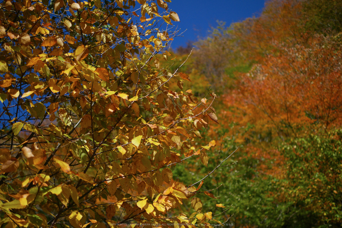 行者還,国道309,紅葉(P1000046,25mm,F1.6,GM5)2014yaotomi.jpg