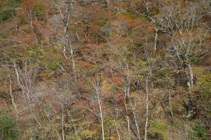 行者還,国道309,紅葉(P1000065,25mm,F2,GM5)2014yaotomi.jpg