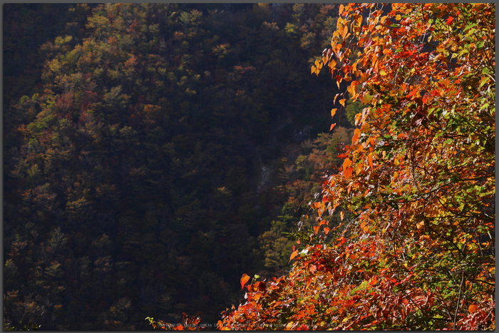 行者還,国道309,紅葉(P1000083,45mm,GM5,Top)2014yaotomi.jpg