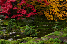 西南院・紅葉(PB290162,12mm,F8,EM1)2014yaotomi_.jpg