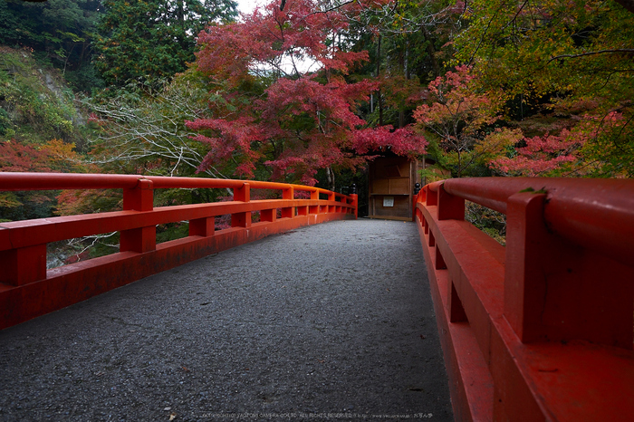 西明寺,紅葉(PB050008,13mm,F4,EM1)2014yaotomi.jpg