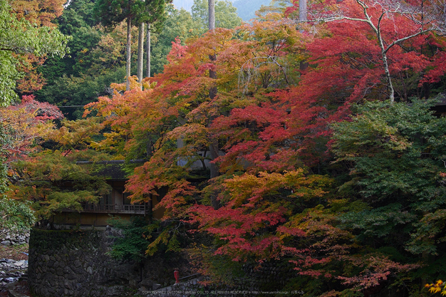 西明寺,紅葉(PB050167,35mm,F4.5,EM1)2014yaotomi.jpg