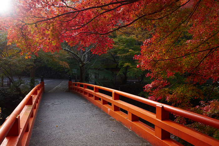 西明寺,紅葉(PB050170,15mm,F6.3,EM1)2014yaotomi.jpg