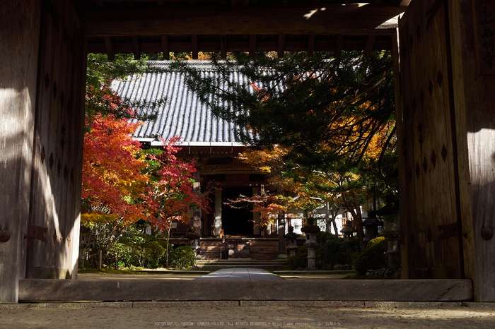 西明寺,紅葉(PB050185,21mm,F6.3,EM1)2014yaotomi.jpg