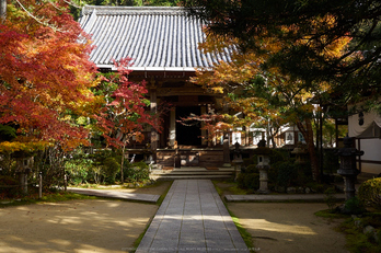 西明寺,紅葉(PB050190,17mm,F6.3,EM1)2014yaotomi.jpg