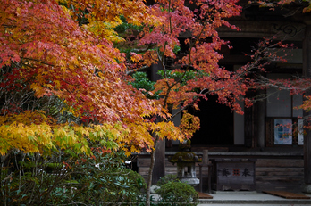 西明寺,紅葉(PB050196,40mm,F2.8,EM1)2014yaotomi.jpg