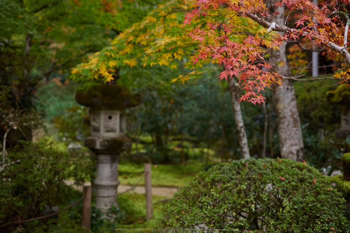 西明寺,紅葉(PB050199,40mm,F2.8,EM1)2014yaotomi.jpg