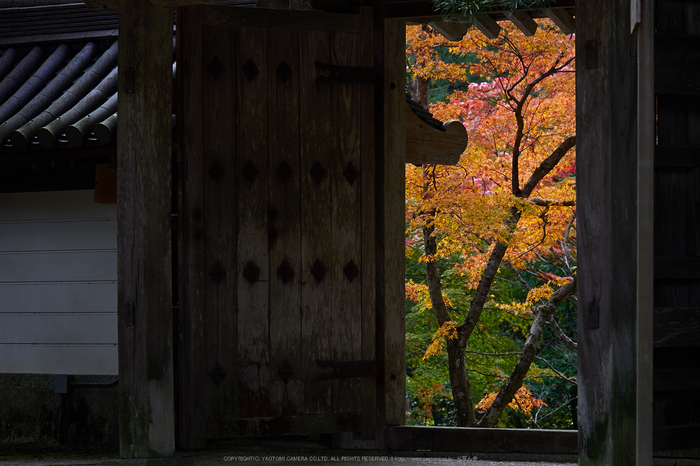 西明寺,紅葉(PB050227,100mm,F4,EM1)2014yaotomi.jpg