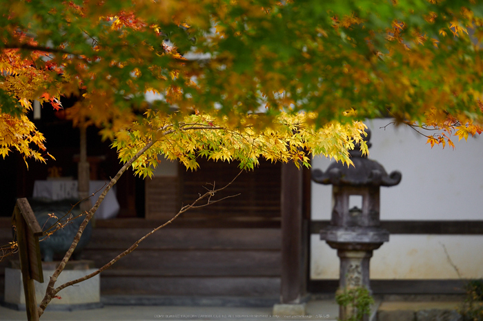 西明寺,紅葉(PB050230,100mm,F3.2,EM1)2014yaotomi.jpg