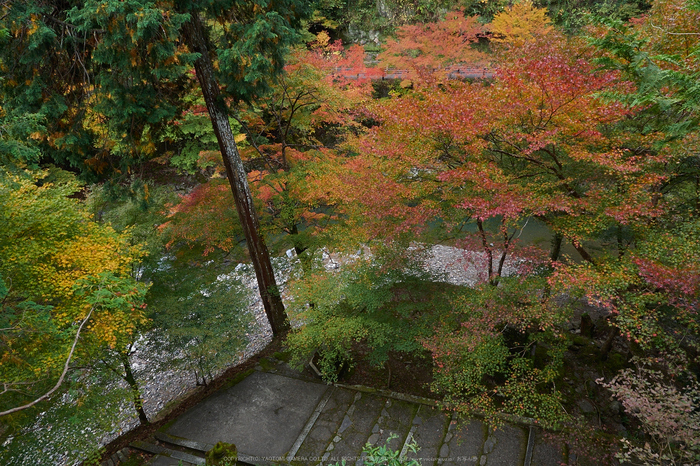 西明寺,紅葉(PB050240,12mm,F8,EM1)2014yaotomi.jpg