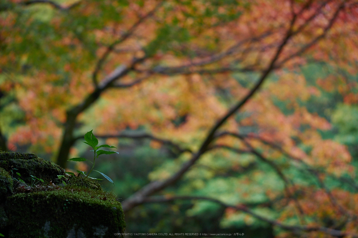 西明寺,紅葉(PB050258,80mm,F3.2,EM1)2014yaotomi.jpg