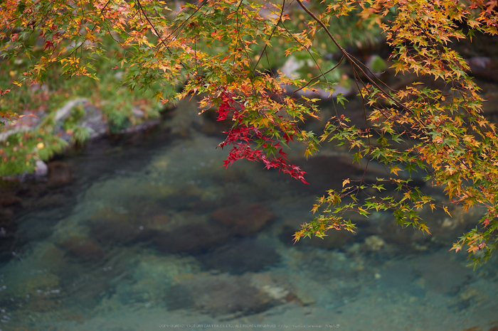 西明寺,紅葉(PB050260,80mm,F3.2,EM1)2014yaotomi.jpg