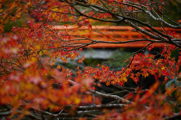 西明寺,紅葉(PB050270,100mm,F3.2,EM1)2014yaotomi.jpg