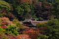 談山神社,紅葉(PB080374,62mm,F5.6,FULL)2014yaotomi.jpg