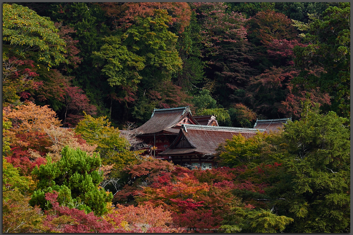 談山神社,紅葉(PB080374,Top)2014yaotomi.jpg