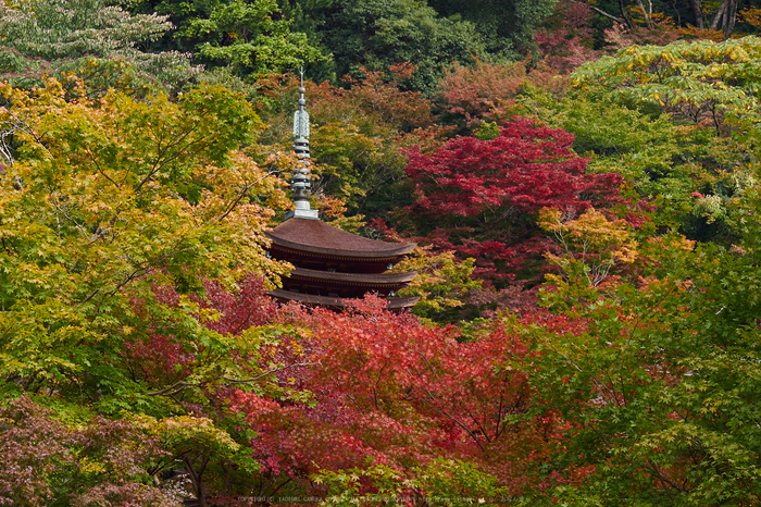 談山神社,紅葉(PB080381,80mm,F8,EM1)2014yaotomi.jpg