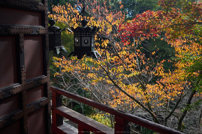 談山神社,紅葉(PB080426,21mm,F2.8,EM1)2014yaotomi.jpg