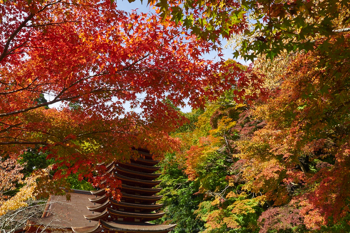 談山神社,紅葉(PB080479,12mm,F9,EM1)2014yaotomi.jpg