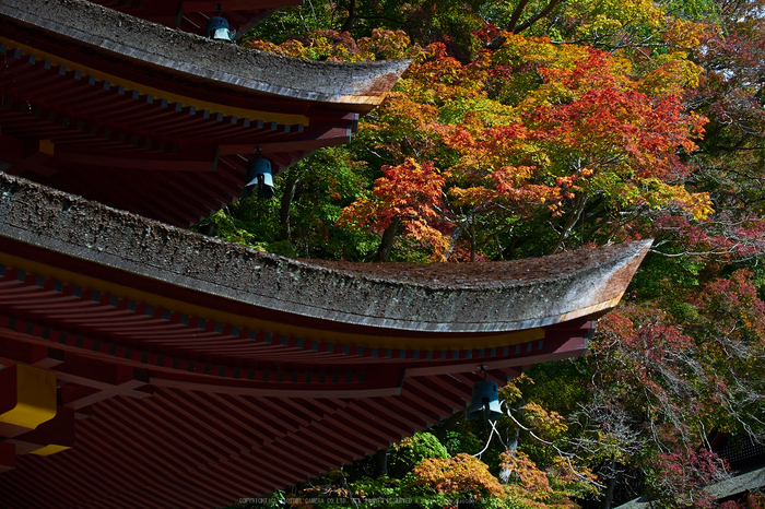 談山神社,紅葉(PB080502,35mm,F7.1,EM1)2014yaotomi.jpg