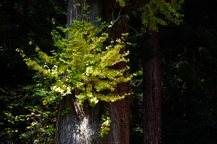 談山神社,紅葉(PB080504,45mm,F7.1,EM1)2014yaotomi.jpg