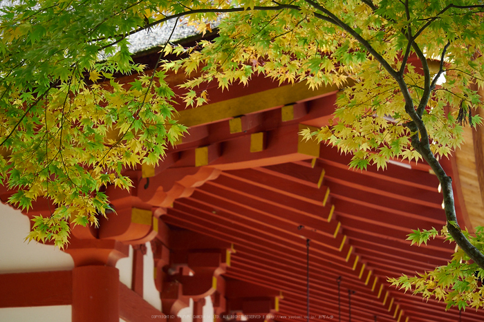 談山神社,紅葉(PB080511,80mm,F3.2,EM1)2014yaotomi.jpg