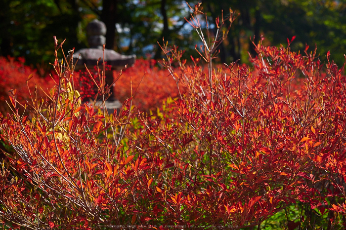 談山神社,紅葉(PB080553,27mm,F3.5,EM1)2014yaotomi.jpg