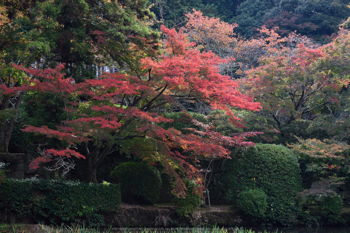 長岳寺,紅葉(DSC_0360,70mm,F6.3,D750)2014yaotomi.jpg