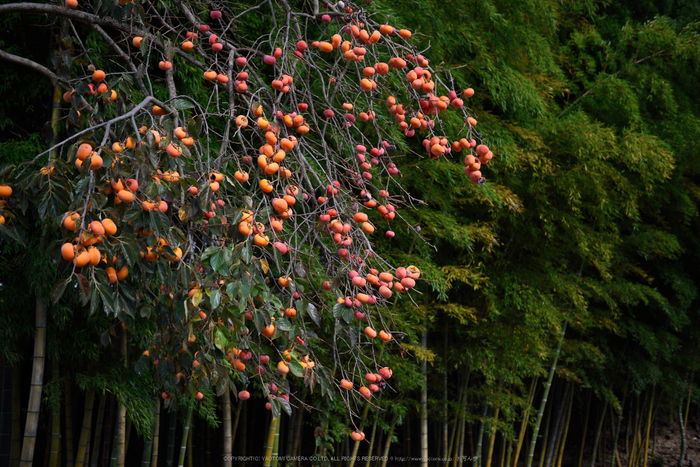 長岳寺,紅葉(DSC_0383,45mm,F2.8,D750)2014yaotomi.jpg