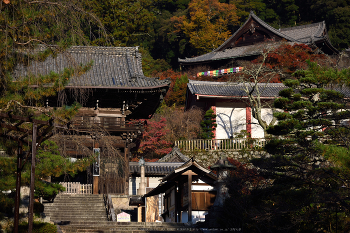 長谷寺,紅葉(DSC_0994,92mm,F6.3,D750)2014yaotomi.jpg