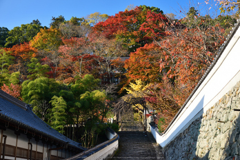 長谷寺,紅葉(DSC_1008,F6.3,50mm,D750)2014yaotomi_.jpg