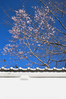 長谷寺,紅葉(DSC_1012,48mm,F5.6,D750)2014yaotomi.jpg