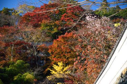 長谷寺,紅葉(DSC_1015,82mm,F4.5,D750)2014yaotomi.jpg