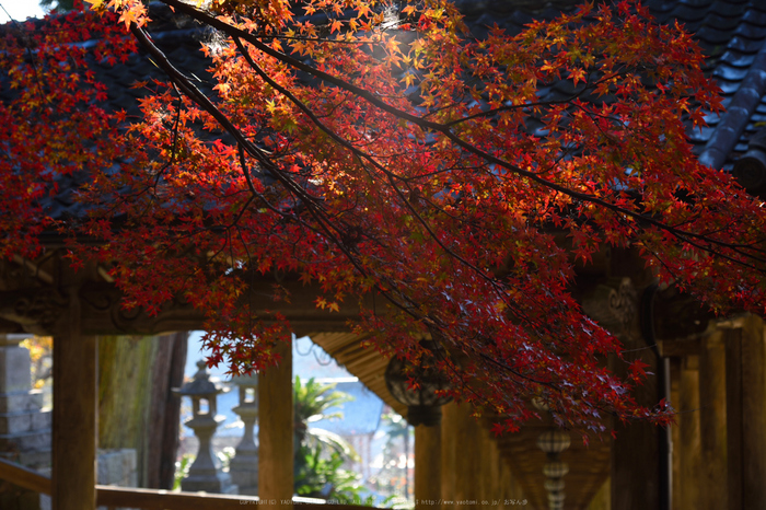 長谷寺,紅葉(DSC_1023,62mm,F5,D750)2014yaotomi.jpg