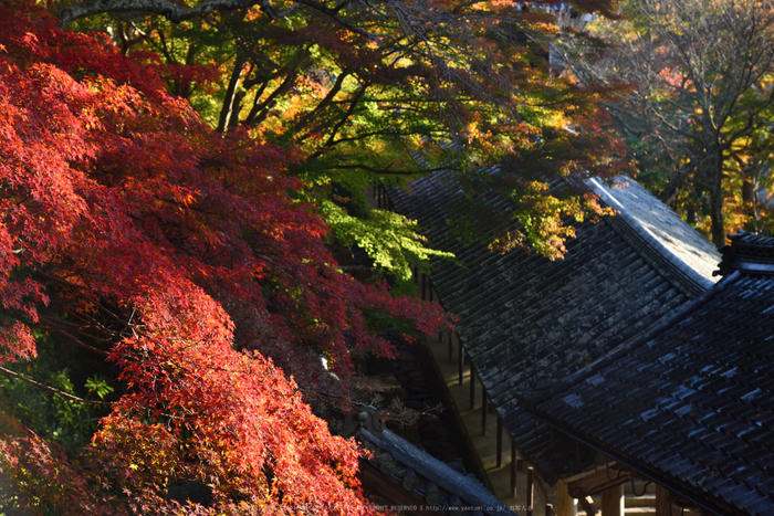 長谷寺,紅葉(DSC_1035,62mm,F7.1,D750)2014yaotomi.jpg