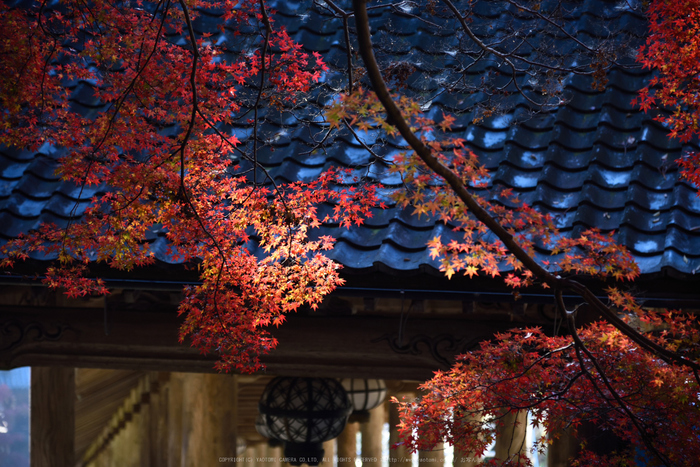 長谷寺,紅葉(DSC_1039,120mm,F4.5,D750)2014yaotomi.jpg