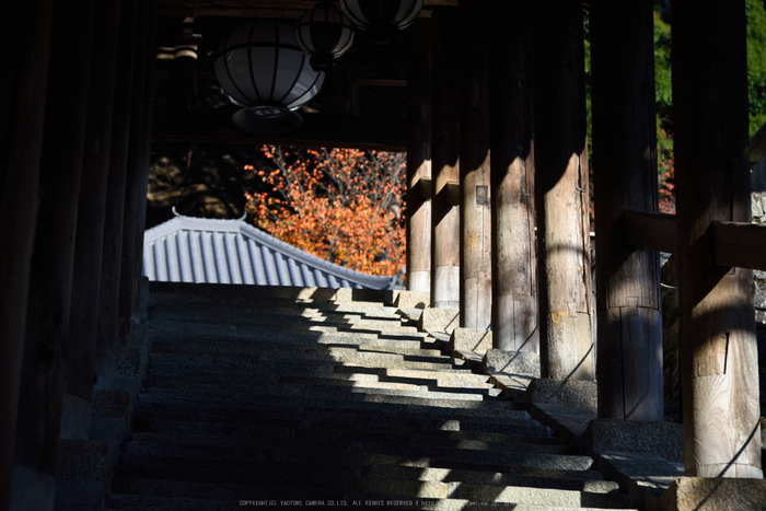 長谷寺,紅葉(DSC_1063,120mm,F5,D750)2014yaotomi.jpg