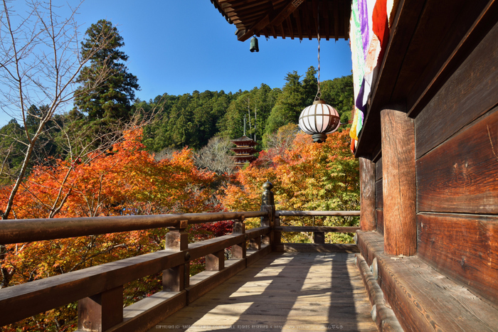 長谷寺,紅葉(DSC_1104,24mm,F10,D750)2014yaotomi.jpg