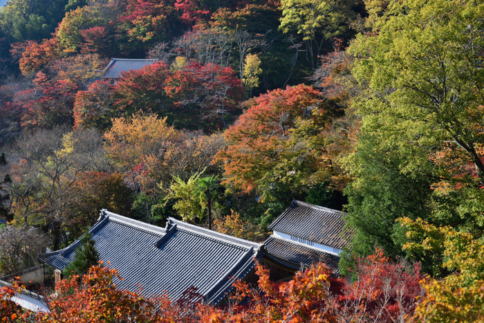 長谷寺,紅葉(DSC_1109,48mm,F6.3,D750)2014yaotomi.jpg