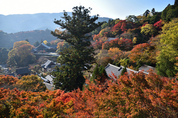 長谷寺,紅葉(DSC_1111,F6.3,24mm,D750)2014yaotomi_.jpg