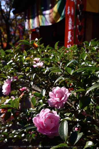 長谷寺,紅葉(DSC_1124,38mm,F11,D750)2014yaotomi.jpg