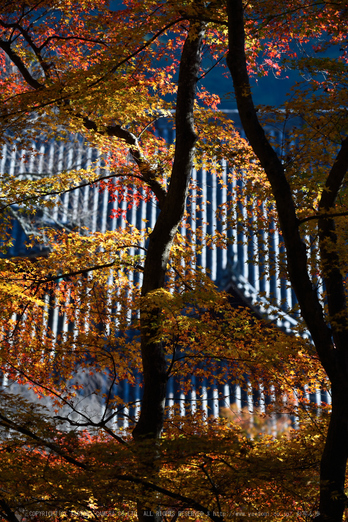 長谷寺,紅葉(DSC_1150,160mm,F5,D750)2014yaotomi.jpg