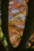 長谷寺,紅葉(DSC_1151,86mm,F5,FULL)2014yaotomi.jpg