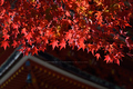 長谷寺,紅葉(DSC_1161,86mm,F6.3,FULL)2014yaotomi.jpg