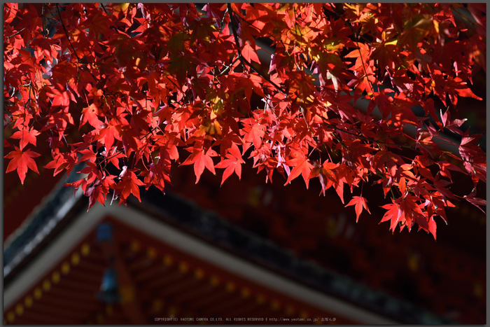 長谷寺,紅葉(DSC_1161,Top)2014yaotomi.jpg