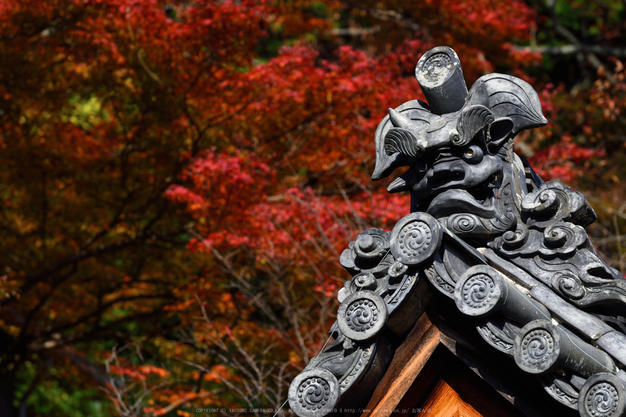 長谷寺,紅葉(DSC_1162,200mm,F6.3,D750)2014yaotomi.jpg