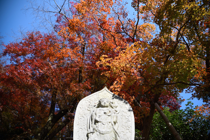 長谷寺,紅葉(DSC_1200,24mm,F4,D750)2014yaotomi.jpg