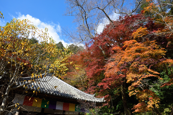 長谷寺,紅葉(DSC_1216,24mm,F7.1,D750)2014yaotomi.jpg