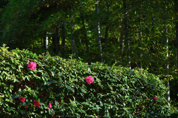 長谷寺,紅葉(DSC_1222,120mm,F5.6,D750)2014yaotomi.jpg