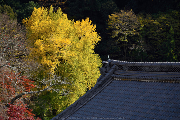 長谷寺,紅葉(DSC_1233,170mm,F5,D750)2014yaotomi.jpg