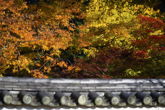 長谷寺,紅葉(DSC_1254,175mm,F5,D750)2014yaotomi.jpg